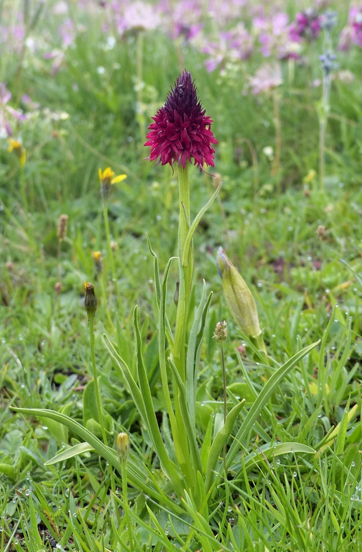 Nigritella cenisia e Nigritella rhellicani  Savoia francese   luglio 2023.